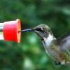 Close up of hummer feeding on the tube.