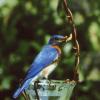 Bluebird eating mealworms from the Sincle Jelly Cup Feeder.