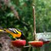 Male Oriole enjoying the Fruit and Jelly Feeder.