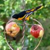 Johnny Apple Feeder with male oriole.