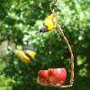 Oriole activity at the Double Apple Feeder.