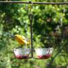 Jelly Feeder with female oriole.