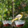 Female Oriole on the Jelly Feeder.