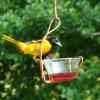 Sincle Jelly Cup Feeder with Male Oriole.