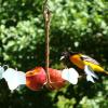 Oriole Fruit Feeder with male oriole.