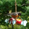 Robin enjoying the Oriole Fruit Feeder
