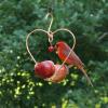 Cardinal on the Love Birds Apple Feeder