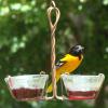 Male Oriole on Jelly Feeder in
Spring 2010